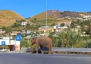 Fuga dal circo, elefante a zonzo per Amantea, in Calabria | Video