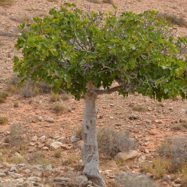 Quando potare il fico? Ecco il periodo e tutti i consigli per la potatura annuale