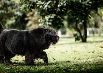 Lucca, bimbo di un anno e mezzo azzannato al volto da un cane