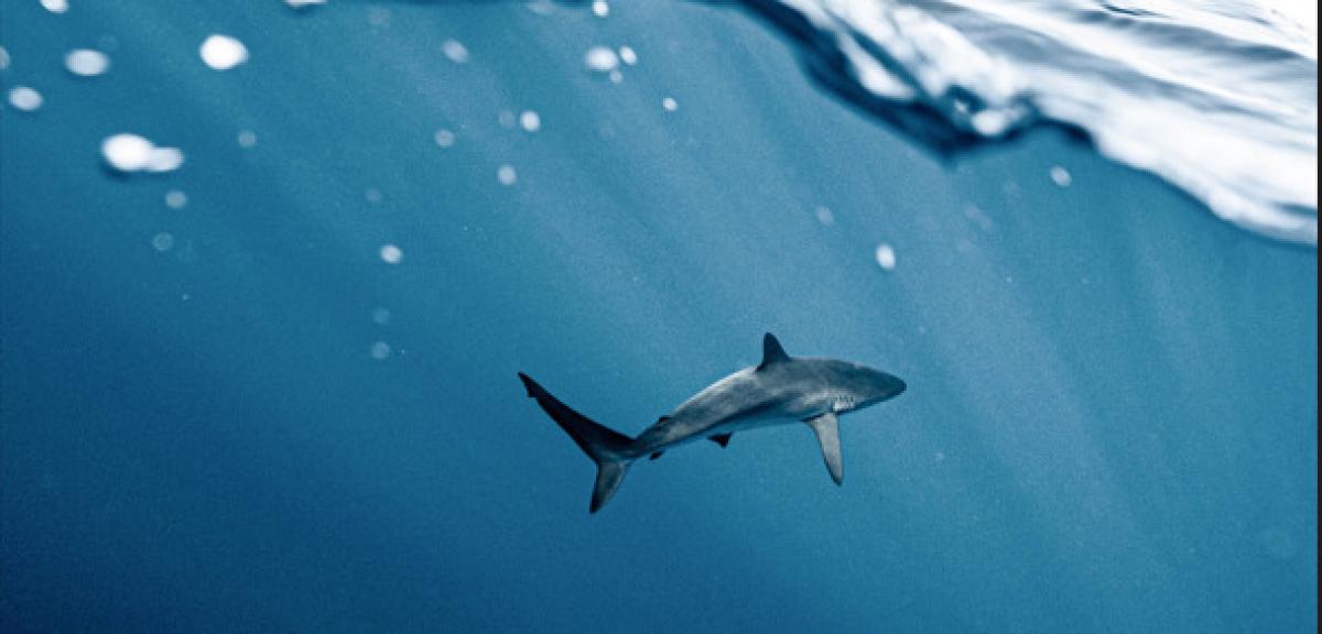 Livorno, avvistato uno squalo da due pescatori: il video è virale