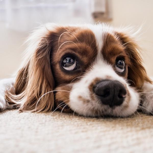 Perché il cane trema? Come calmarlo e quando preoccuparsi