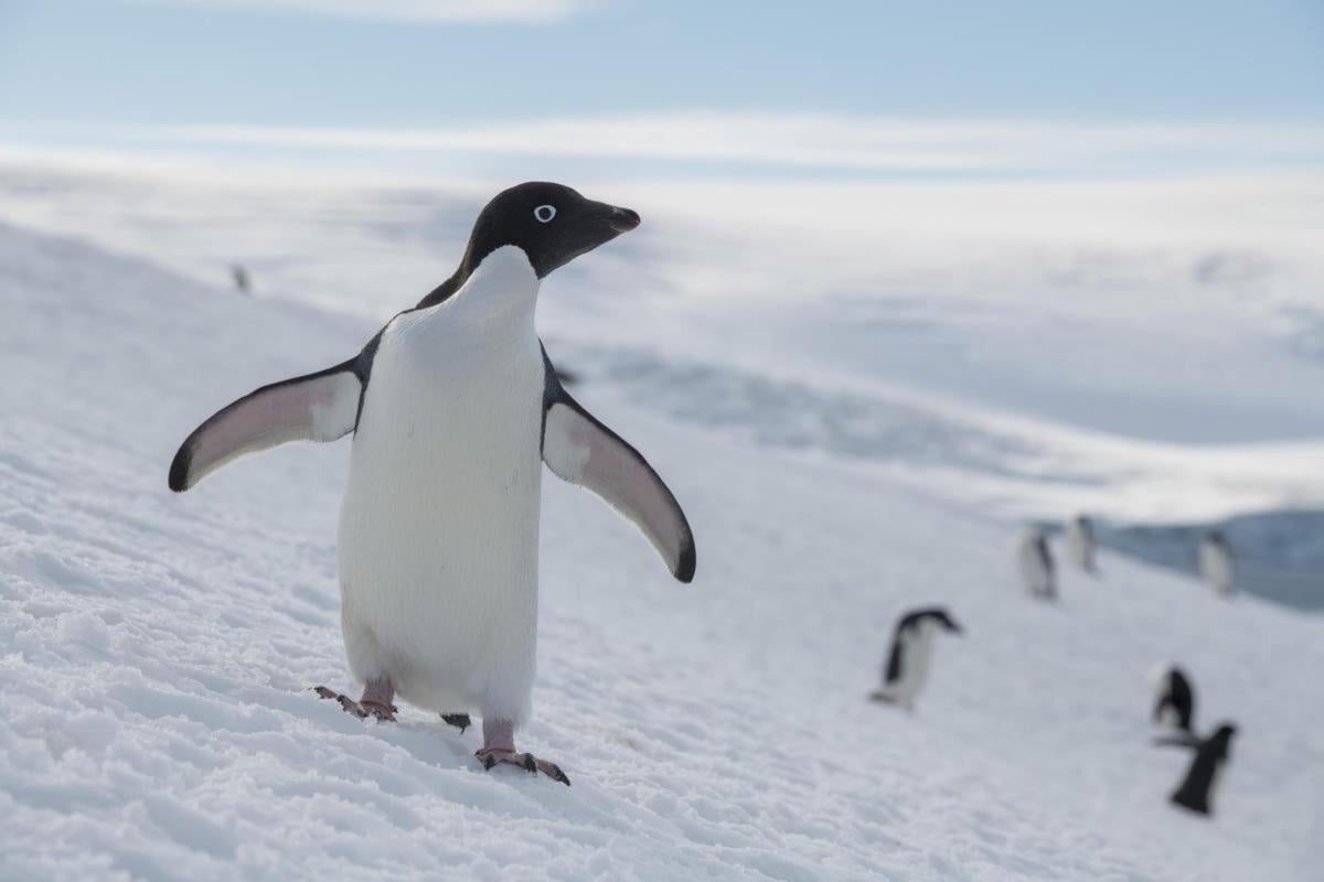 Singapore, pinguini sottoposti al primo intervento di cataratta al …