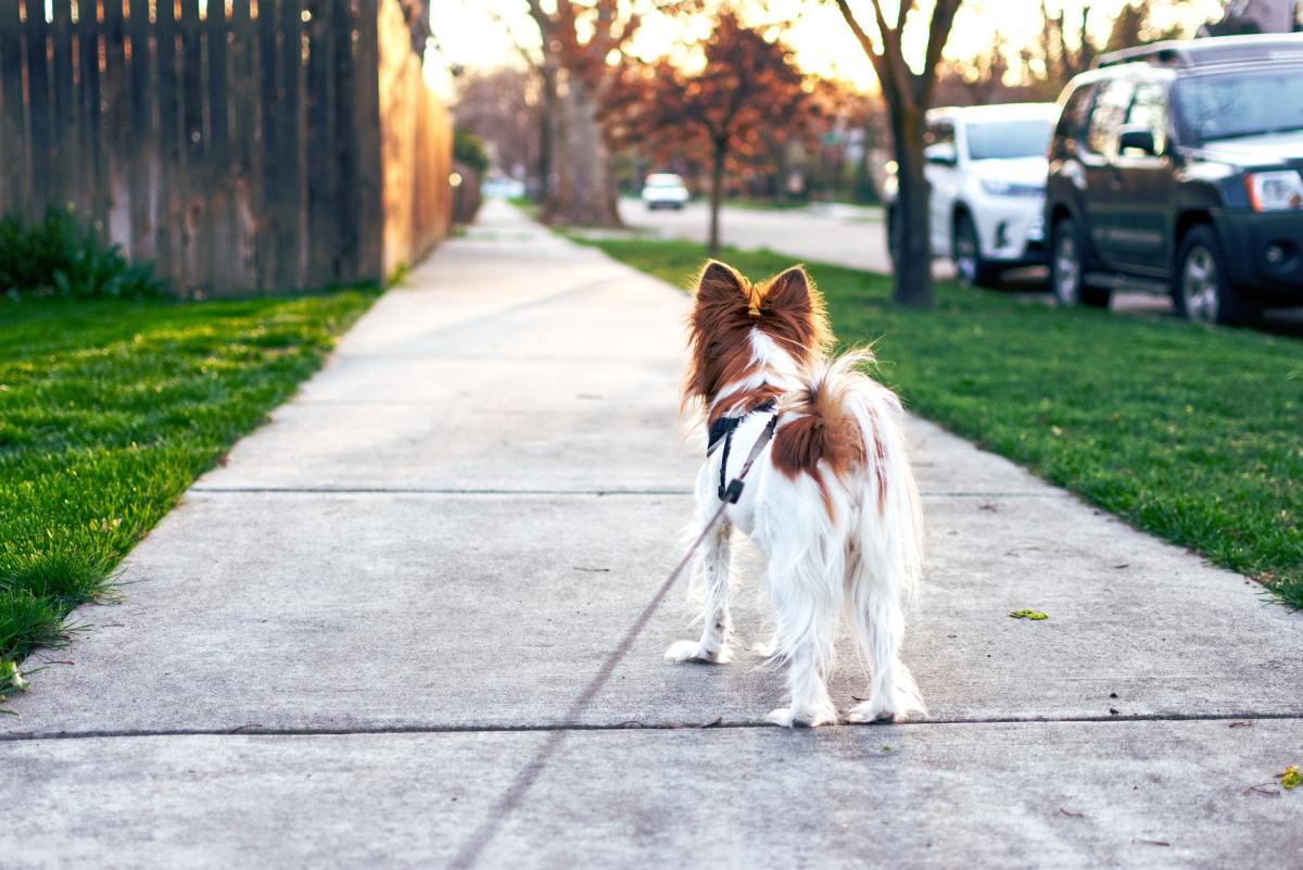 Banda di rapitori di cani in azione a Roma, torna la paura: “Attenz…