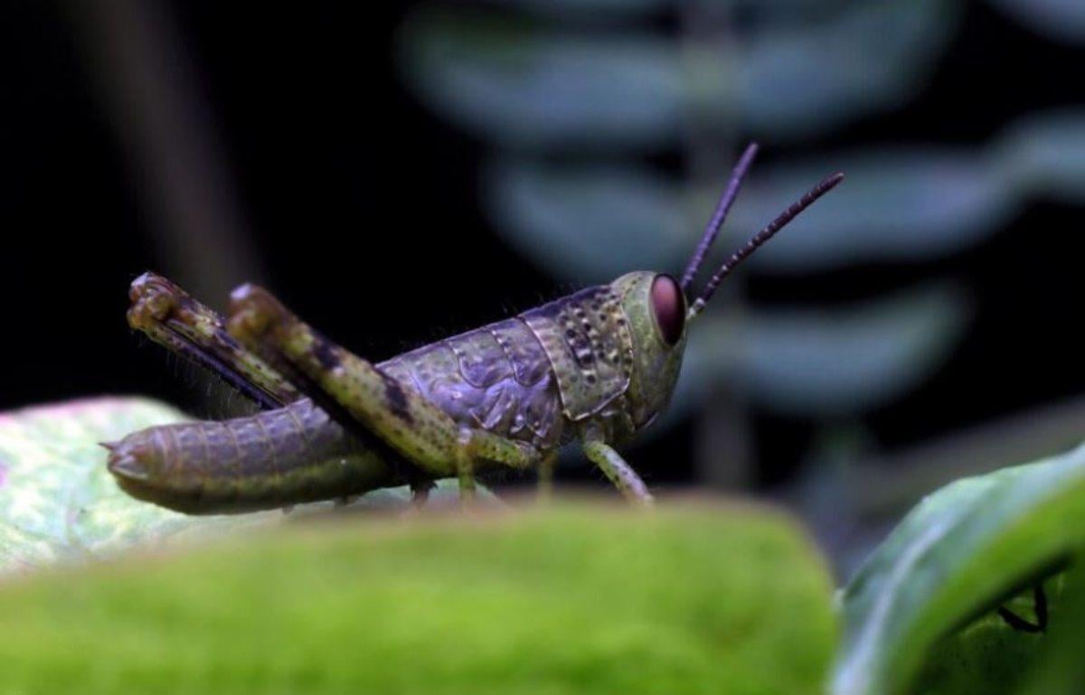 La farina di insetti fa male? Dovresti preoccuparti? Ecco gli aspetti da considerare