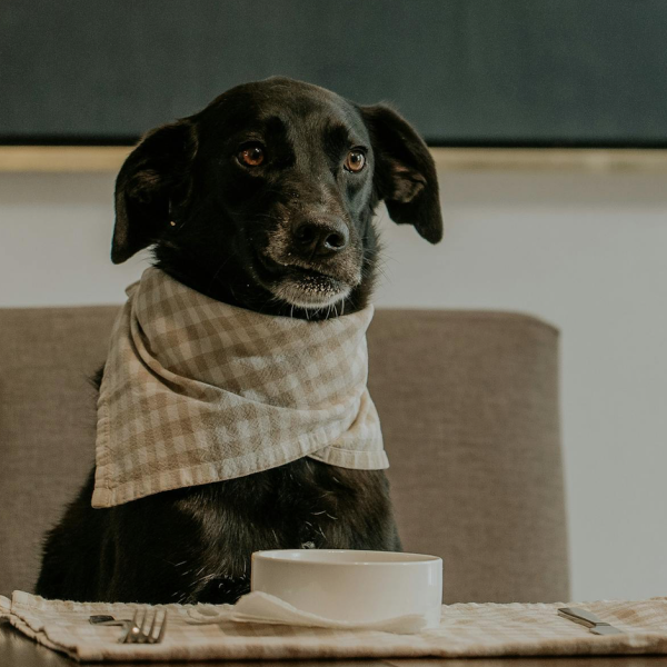 Quante volte al giorno può mangiare il cane?