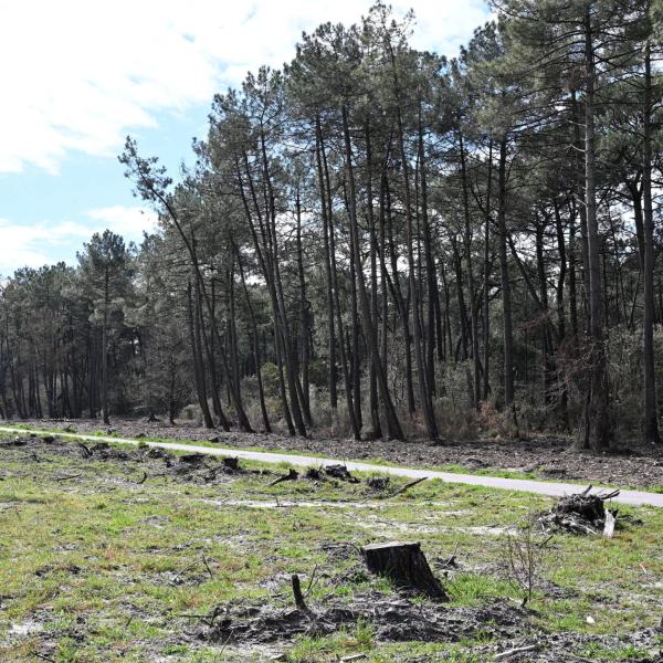 Giornata internazionale delle foreste: quando si festeggia