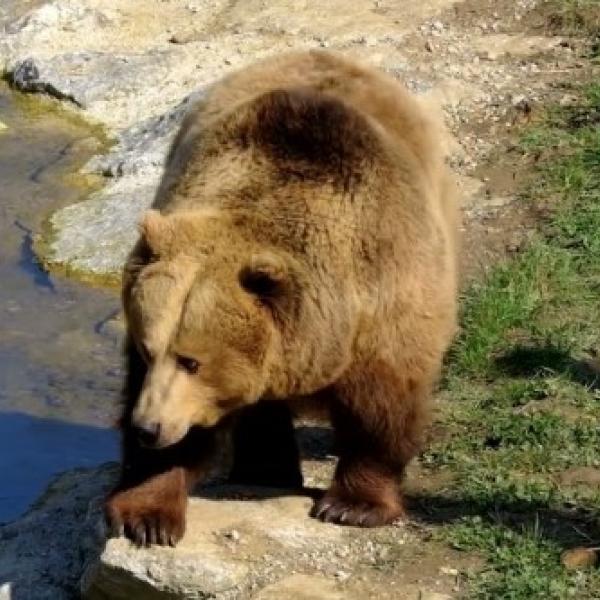 Orsa uccisa in Trentino, perché Kj1 è stata abbattuta?