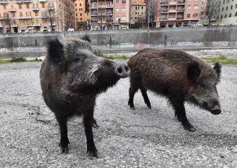 Genova, donna aggredita da cinghiale in pieno centro finisce in ospedale