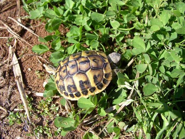 Giornata mondiale delle tartarughe. 5 curiosità su questo animale in via di estinzione