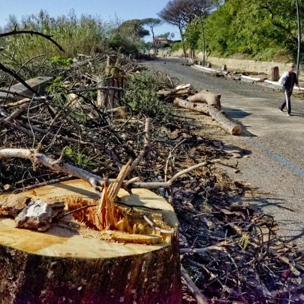 Roma, cento pini da tagliare in una sola strada: il Municipio chiede sostegno al Campidoglio