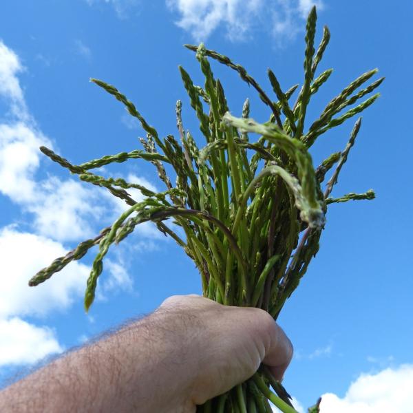 Primavera: ricette con gli asparagi selvatici