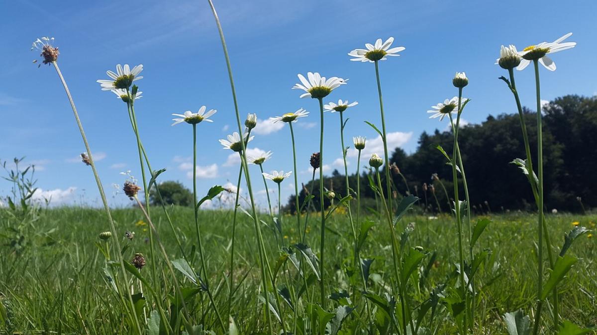 Urban Nature, la campagna del WWF Italia per creare spazi verdi in …