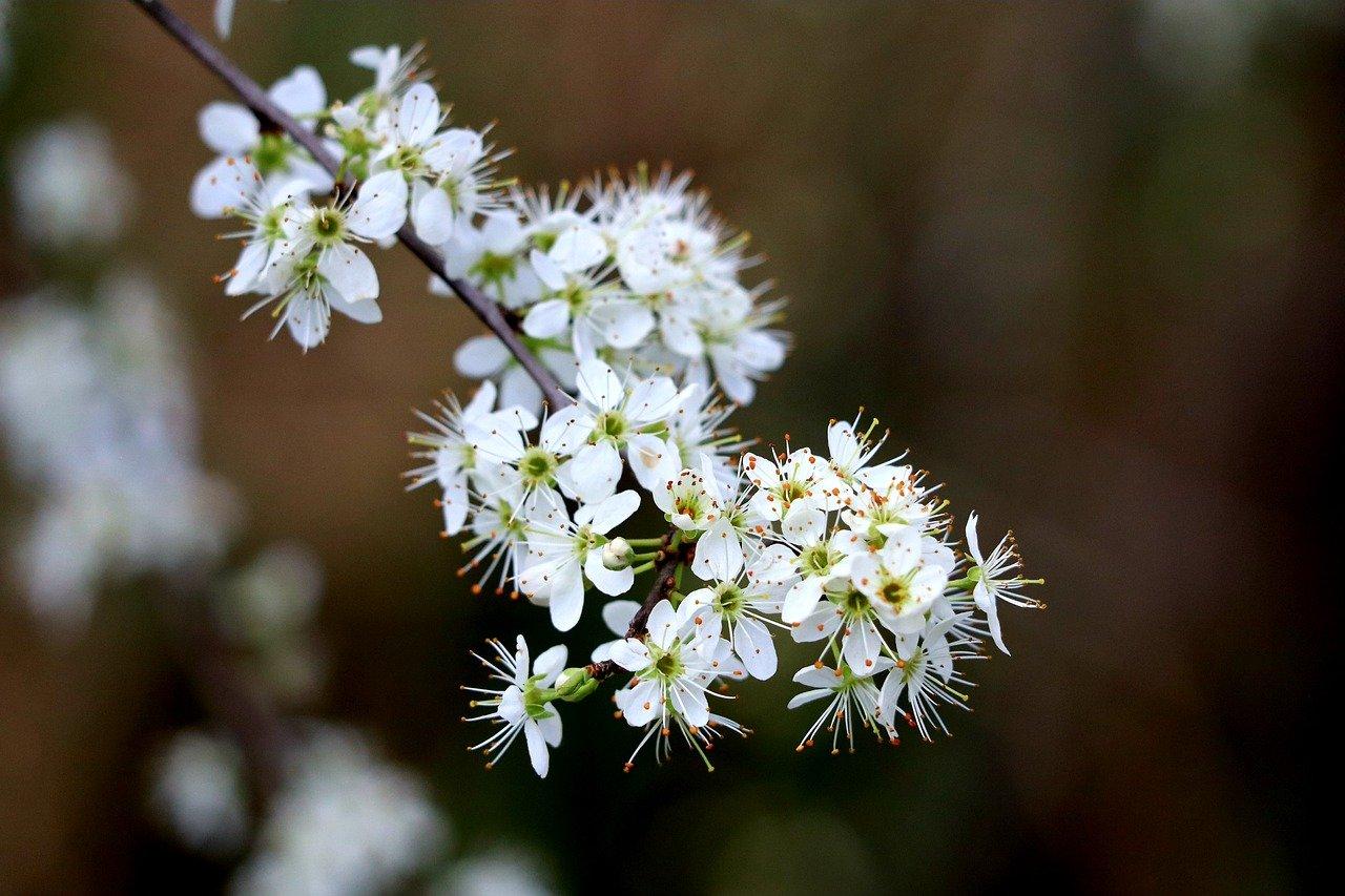 Benefici del biancospino, come usarlo? Caratteristiche e controindicazioni