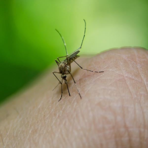 Dengue, cos’è, vaccino, cura, mortalità: tutto quello che c’è da sapere sulla malattia che si sta diffondendo in Italia