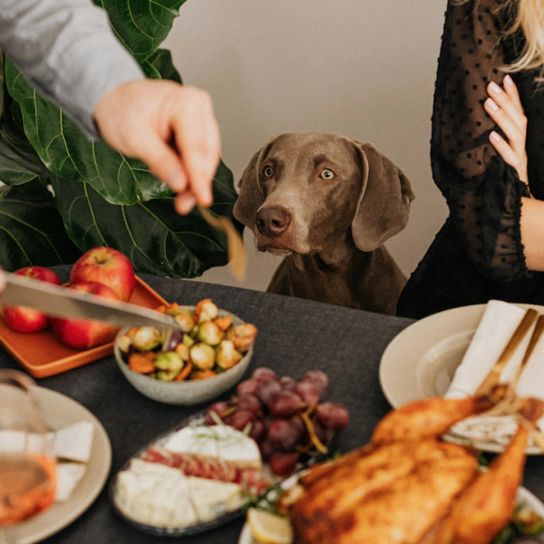 Gli avanzi del pranzo fanno male al mio cane? Quali sono i cibi ammessi e quelli vietati