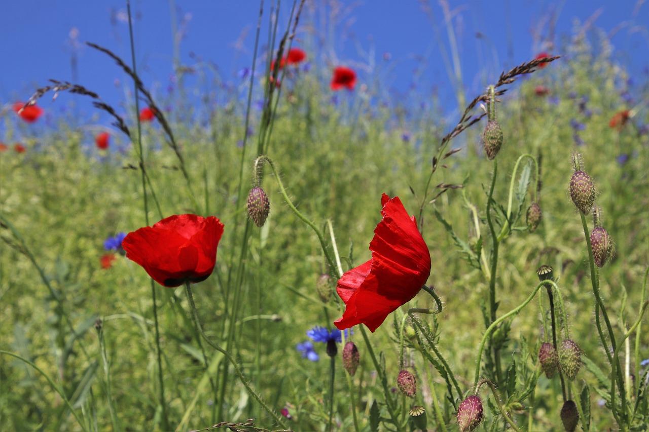 Buongiorno arrivederci maggio 2024: frasi di buon fine mese