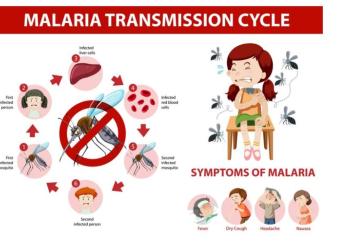 Malaria: cos’è, sintomi, cure, mortalità e trasmissione. Ecco come si fa a prendere la malaria