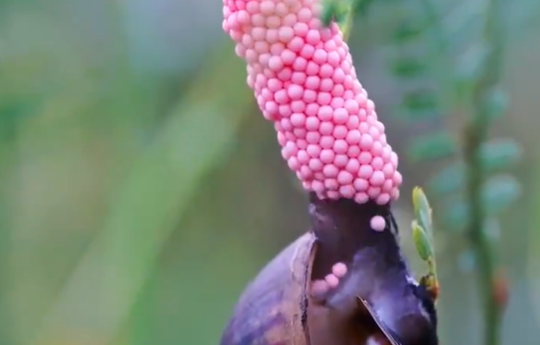 Lumaca mela, perché le uova sono rosa e perché sono pericolose?