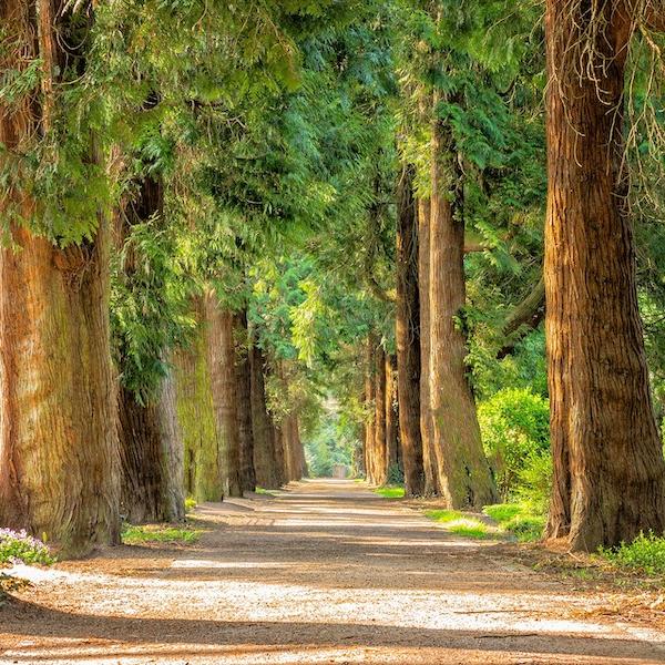 Giornata nazionale degli alberi, Coldiretti festeggia: “6 milioni e mezzo di nuove piante in arrivo grazie a fondi Pnrr”