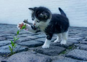 Qual è il gatto più affettuoso? Ecco le razze più socievoli