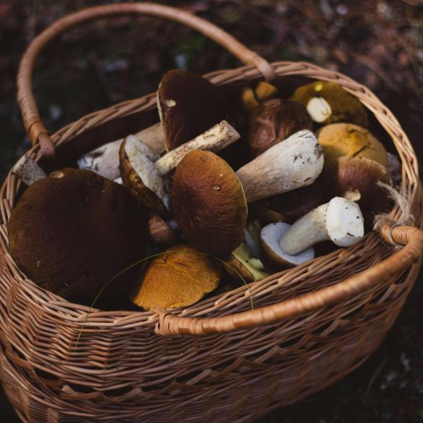 Trombette dei morti: ricette gustose col tartufo dei poveri