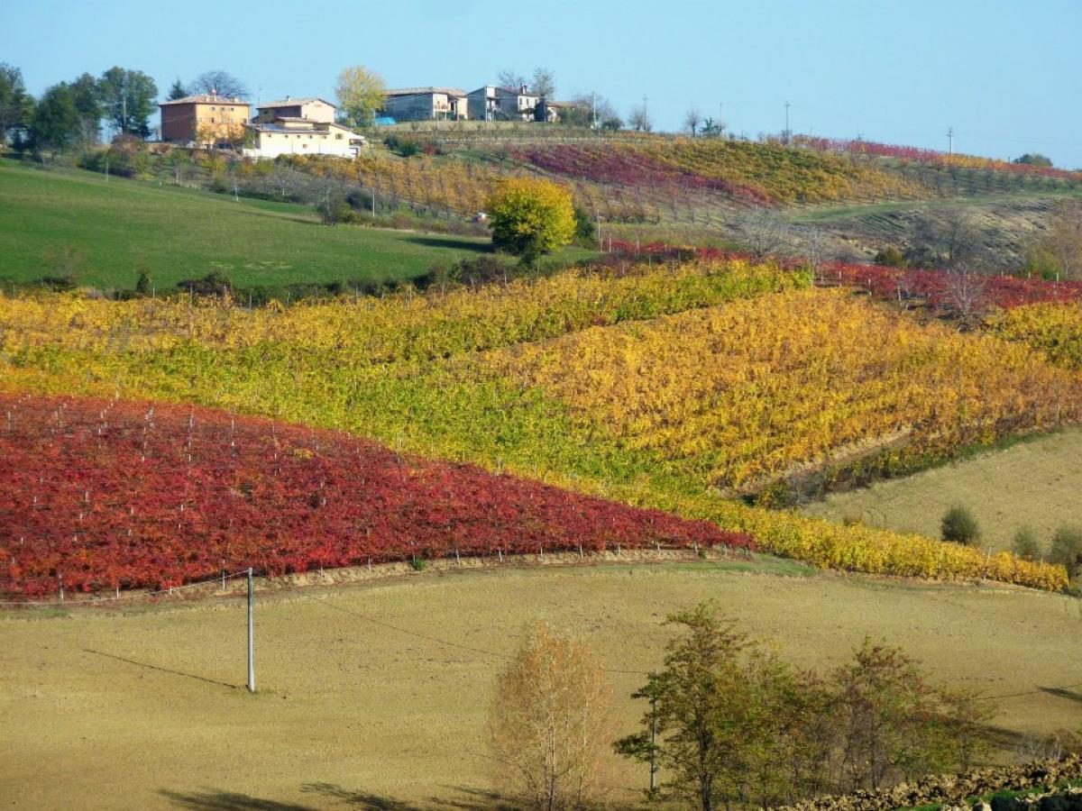 Italia, il maltempo distrugge le campagne: l’allarme di Coldiretti