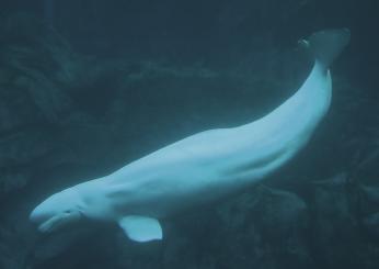 Francia, avvistato per la seconda volta un beluga nella Senna. Si t…