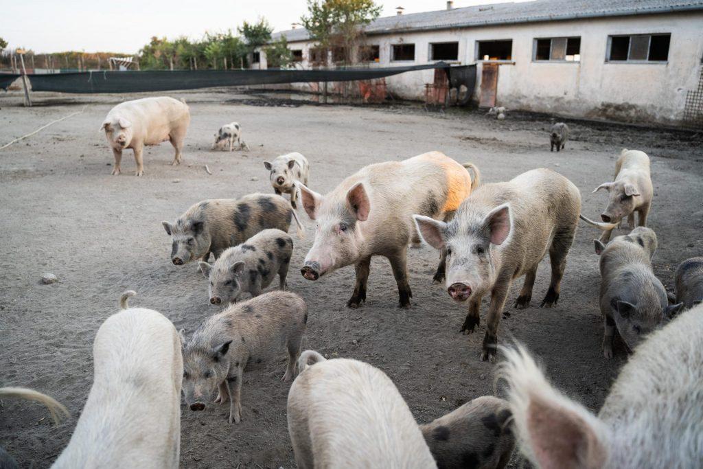 Sfattoria degli Ultimi: il Tar conferma l’abbattimento degli animali