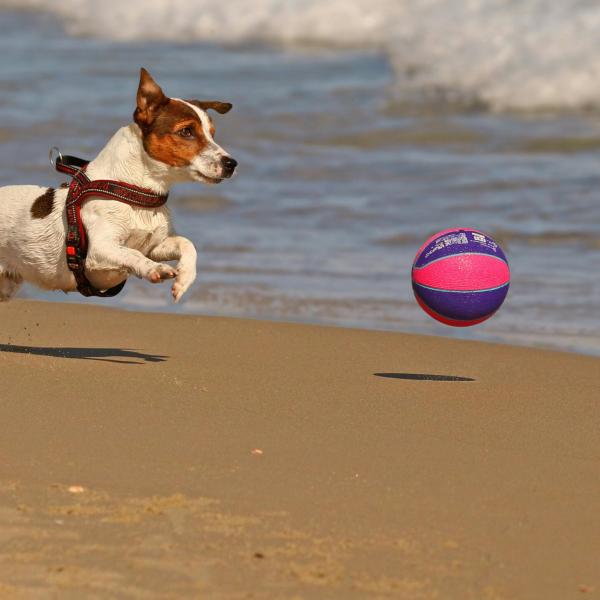 Quali giochi fare con il cane all’aperto? Idee e consigli per divertirsi insieme