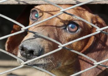 Turchia, l’eutanasia per i cani randagi è una strage di animali? Non si ferma il dibattito. Nuove proteste a Istanbul | VIDEO