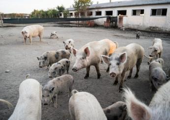 Sfattoria degli Ultimi: il Tar conferma l’abbattimento degli animali