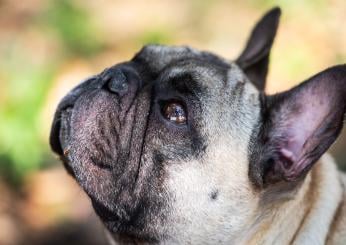 Il cane soffre il caldo: che fare?