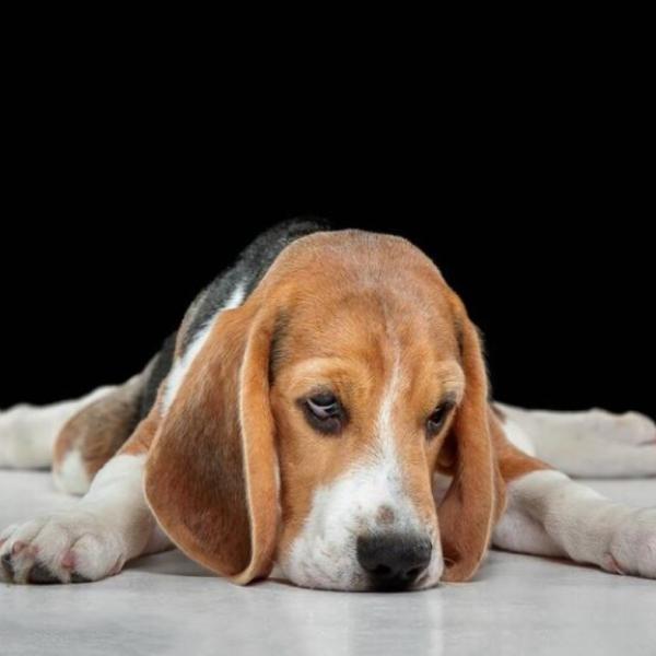 Cosa significa quando il cane vomita? Ecco quali sono le cause e come curarlo