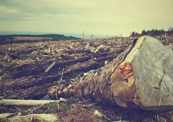 Foresta amazzonica deforestazione, meno 4 mila km quadrati in Brasile negli ultimi 6 mesi