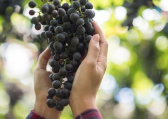 Il resveratrolo è utile contro lo stress, l’ansia e la depressione, ecco in quali alimenti si trova