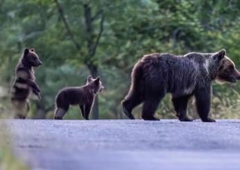 Cuccioli orsa Amarena, ultime notizie su dove e come stanno. Sono s…