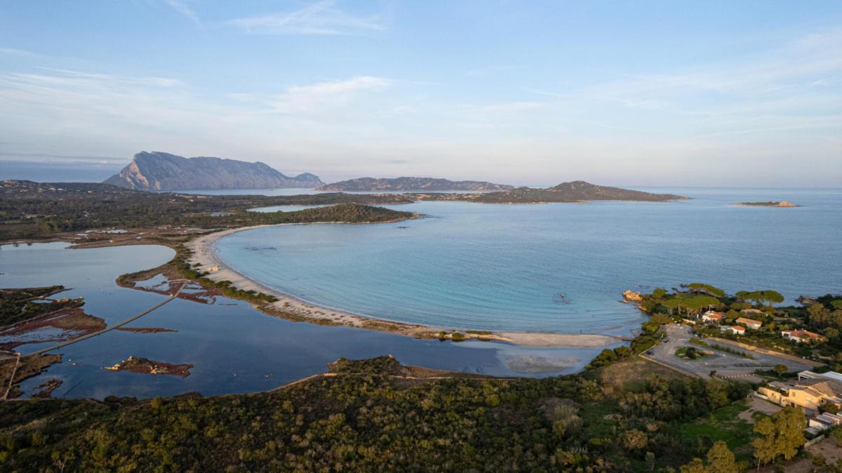 Cos’è la posidonia, l’alga verde che ha invaso le acque di Cala Brandinchi in Sardegna