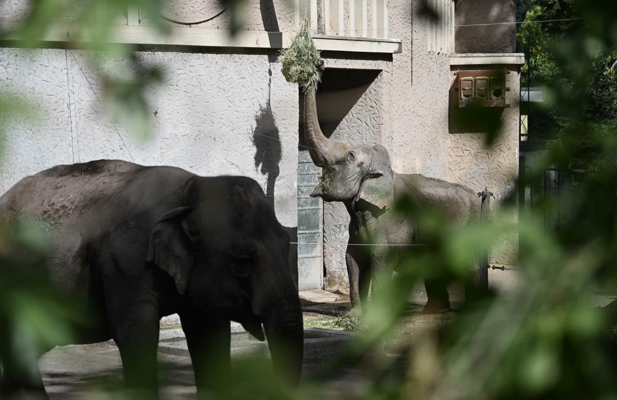 Zimbabwe, morti più di cento elefanti nel Parco Nazionale di Hwange…