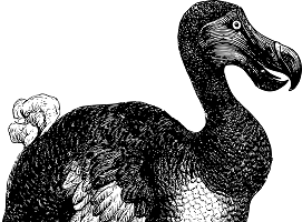 Una società americana vuole riportare in vita il Dodo unendo il suo Dna a quello di un piccione