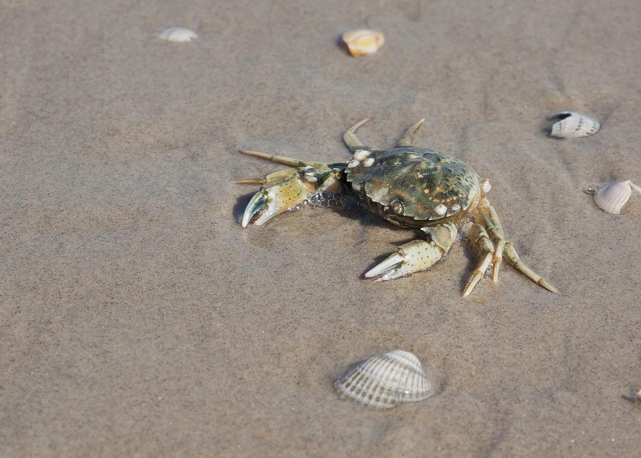 Cos’è il granchio crocifisso e quali sono i rischi di questa nuova specie aliena