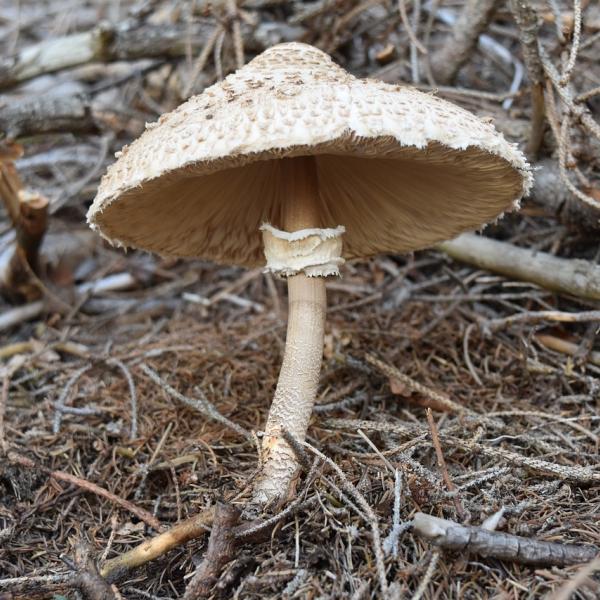 Mazza di tamburo: ricette da provare assolutamente