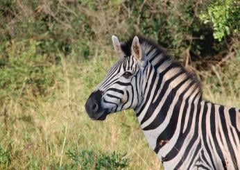 Giornata mondiale della zebra 31 gennaio: il mammifero è sempre più a rischio