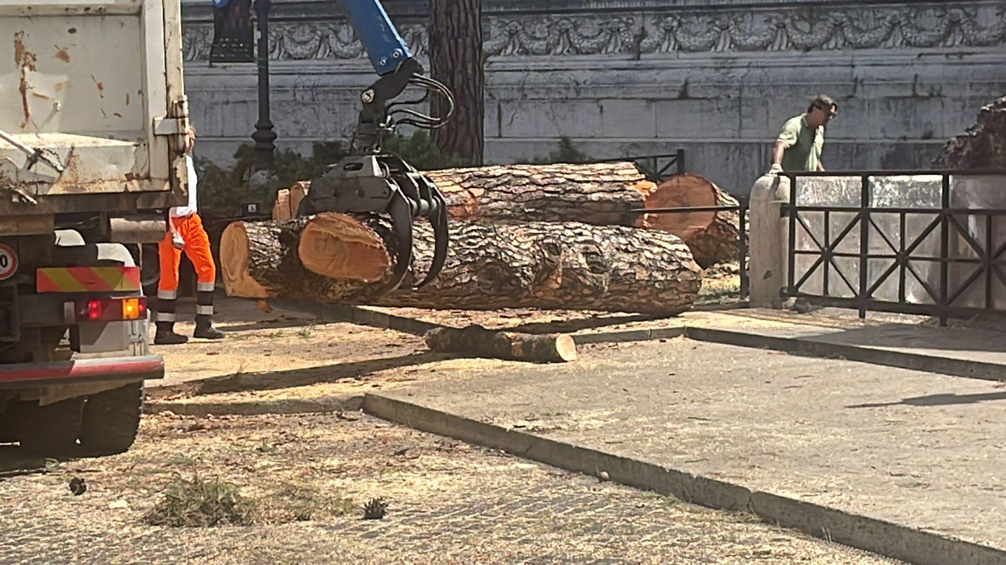 Albero caduto a piazza Venezia accanto al Campidoglio, tragedia sfiorata | VIDEO