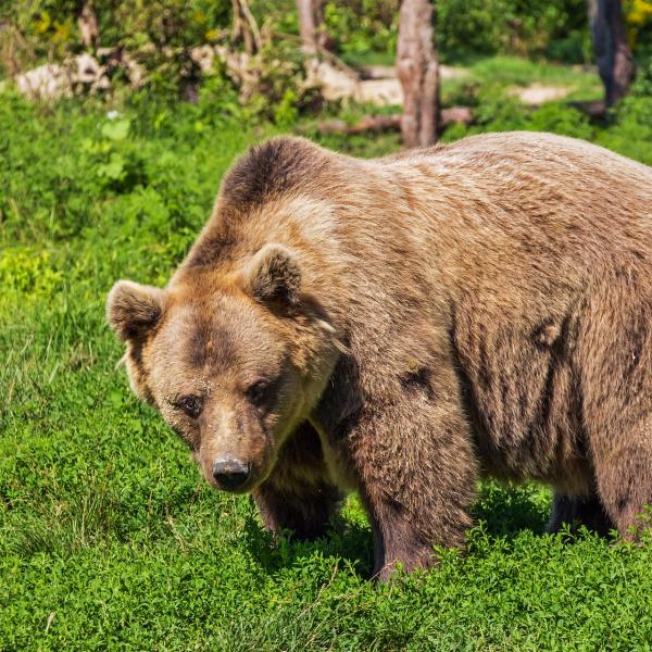 Incontro con orso, cosa fare in questi casi