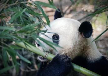 Giornata Mondiale del Panda: origini, storia, curiosità e perchè si celebra il 16 marzo