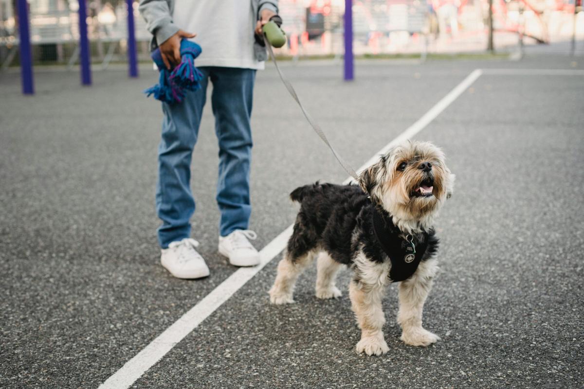 Qual è il miglior guinzaglio per il cane? Quando va utilizzato, caratteristiche e modelli