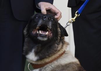 Il cane più dotato del mondo, l’Università di Helsinki premia il Belgian malinois