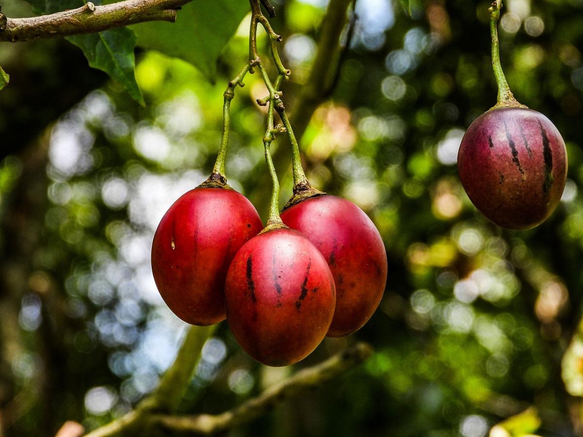 Sapori esotici: come si mangia il tamarillo