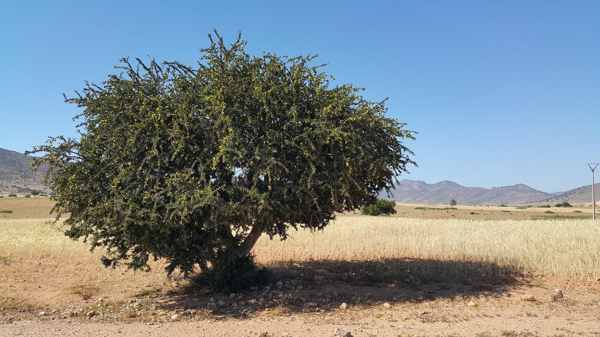 Giornata Mondiale dell’Argan: ecco i suoi benefici