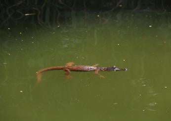 Australia, ritrovato il corpo di un pescatore dentro un coccodrillo